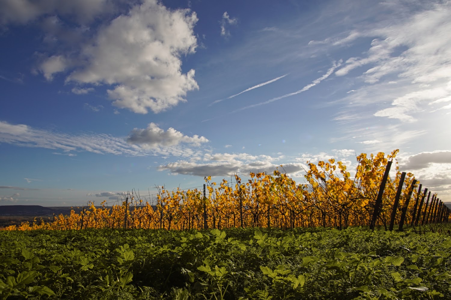 Es wird Herbst im Weinberg ...