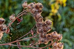 Es wird Herbst - Kletten