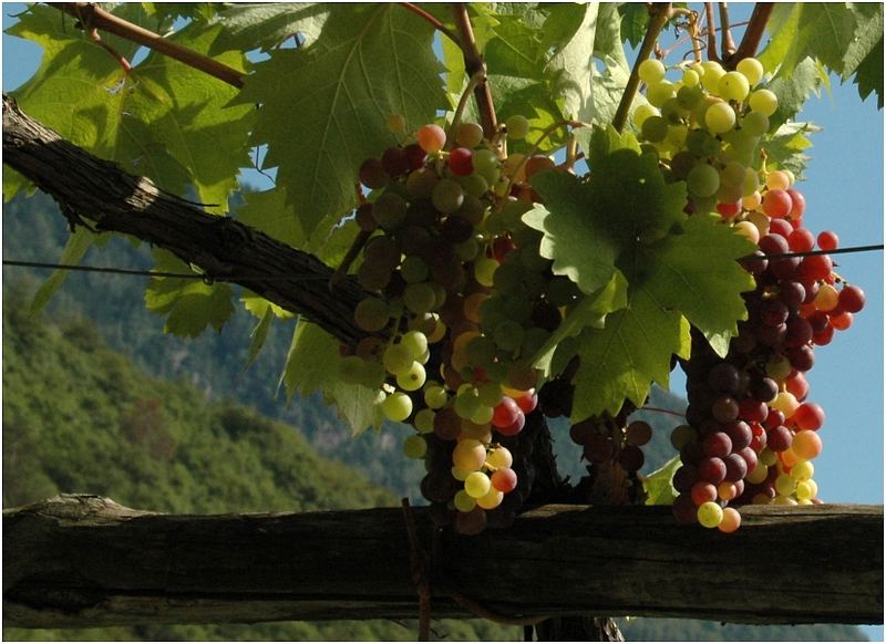 es wird Herbst und Zeit für eine Traubenkur