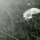 Es wird Herbst, wir müssen zusammenrücken...