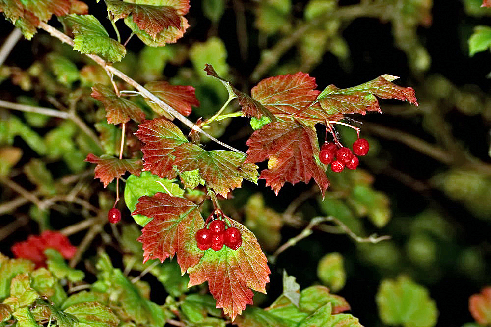 es wird herbstlich...