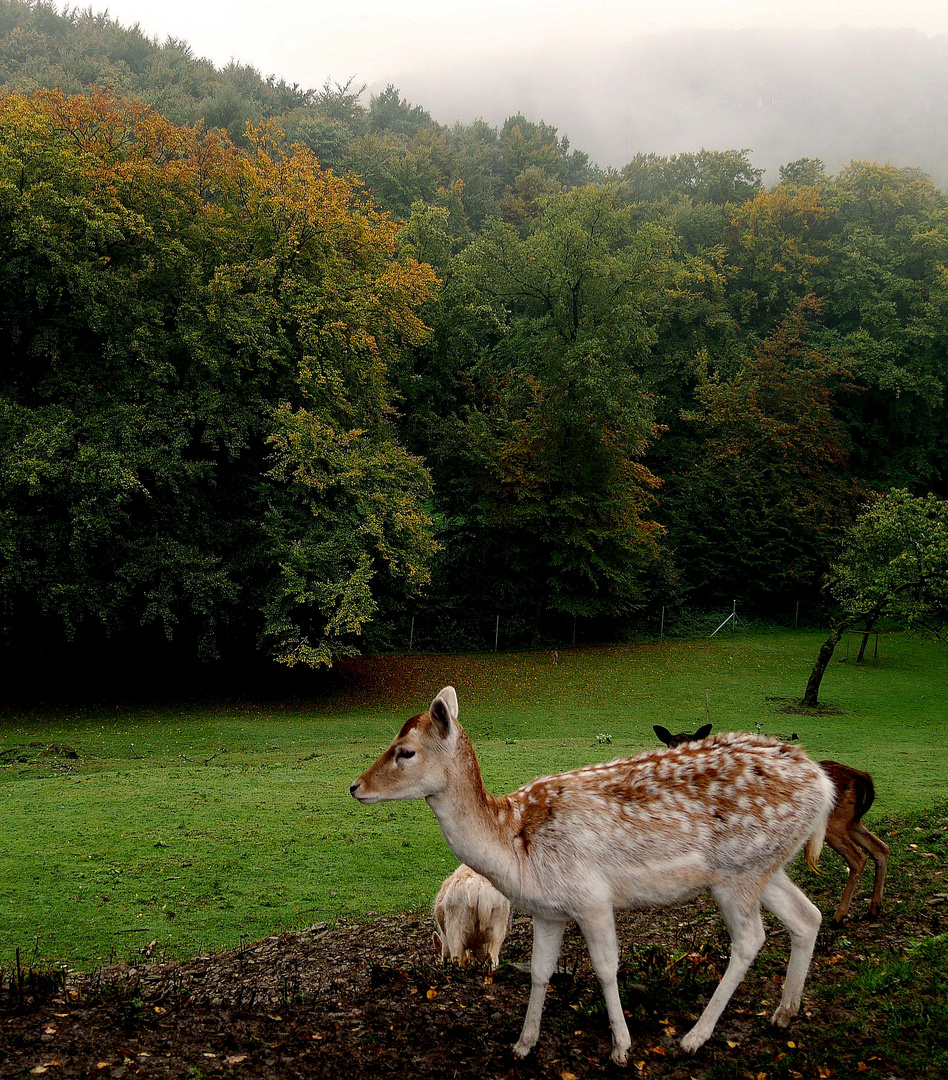 Es wird herbstlich.