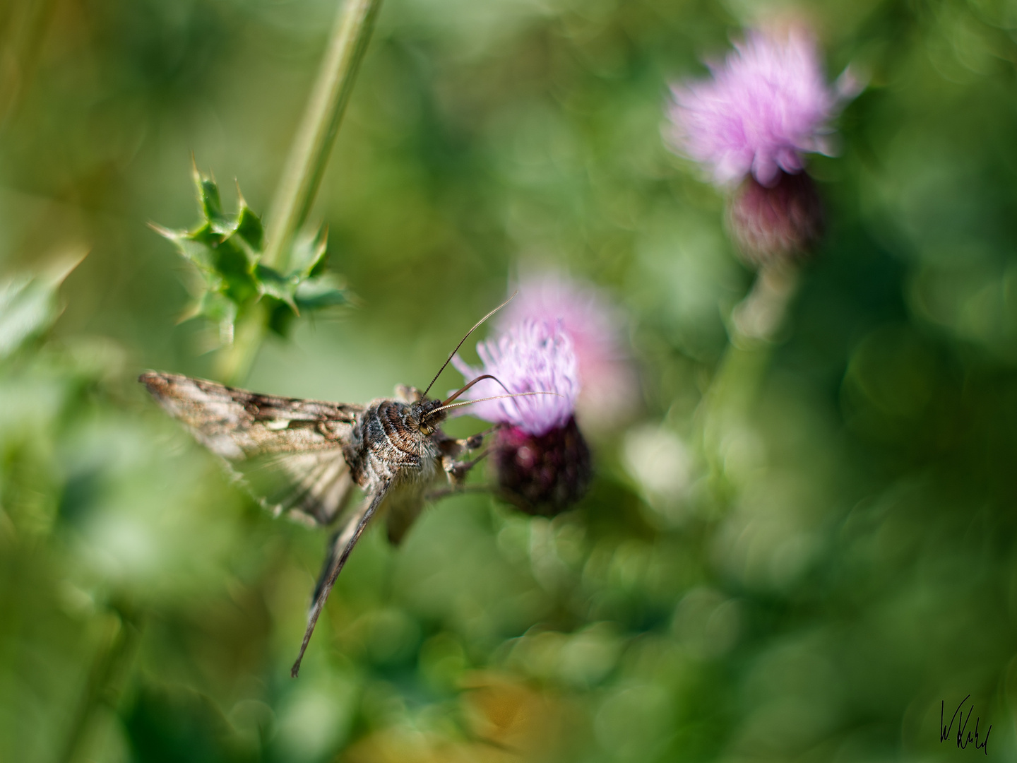 Es wird herbstlicher auf den Blumenwiesen