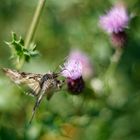 Es wird herbstlicher auf den Blumenwiesen