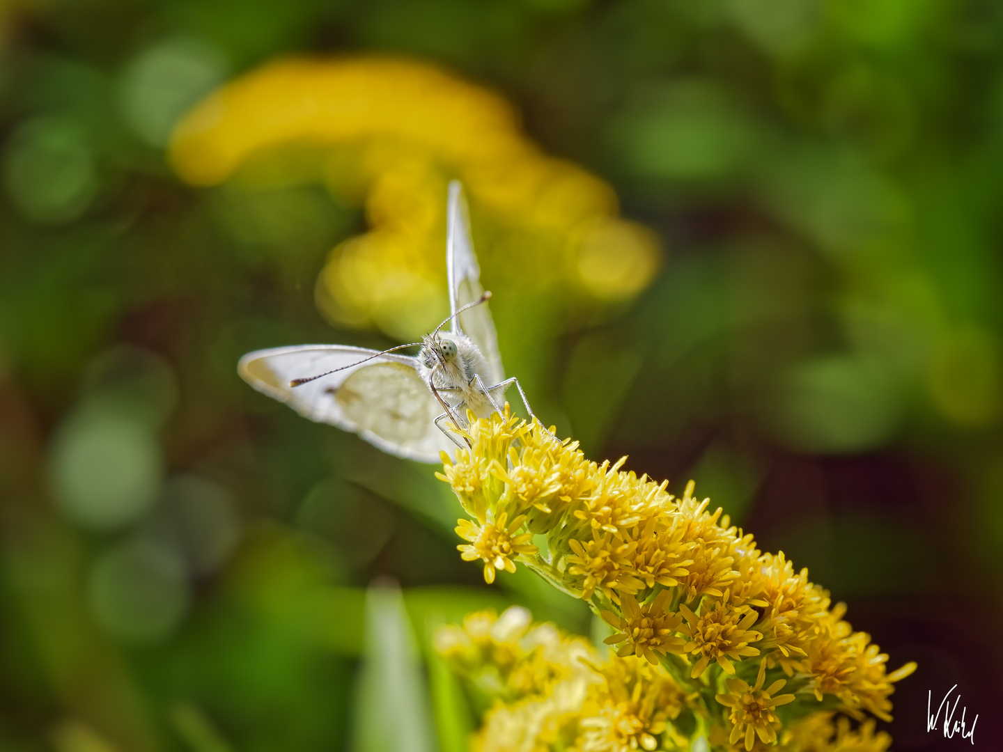 Es wird herbstlicher auf den Blumenwiesen II