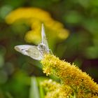 Es wird herbstlicher auf den Blumenwiesen II