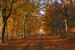 es wird immer bunter im Wald