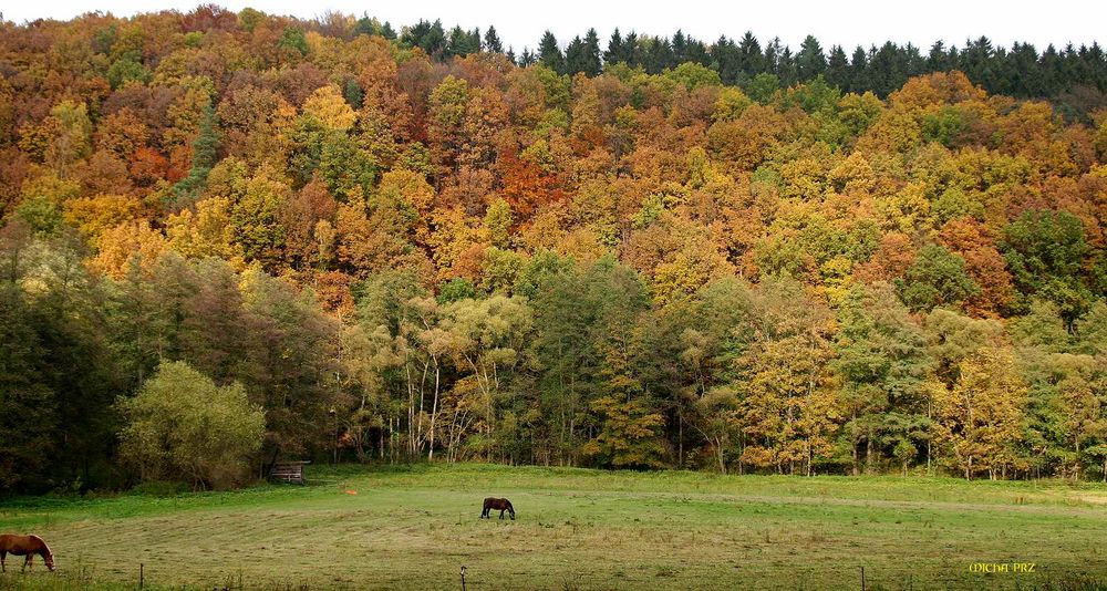 es wird immer bunter und schöner