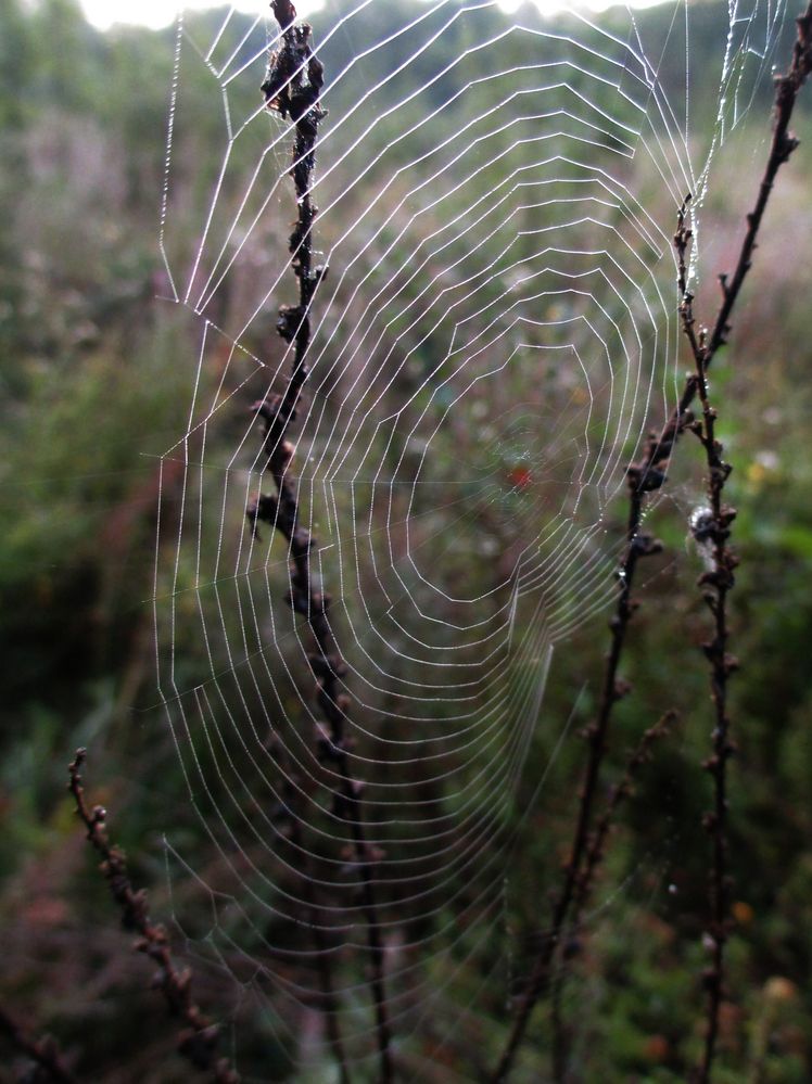 es wird immer herbstlicher...