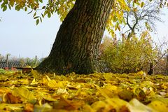 ...es wird jetzt wirklich Herbst