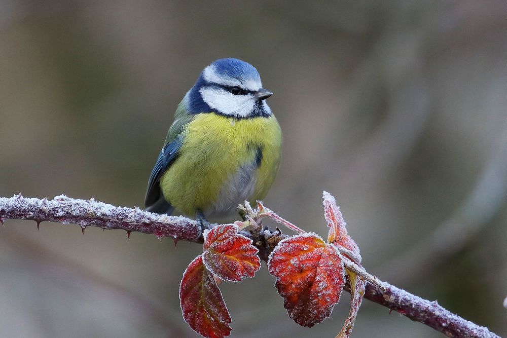 Es wird kälter - Blaumeise