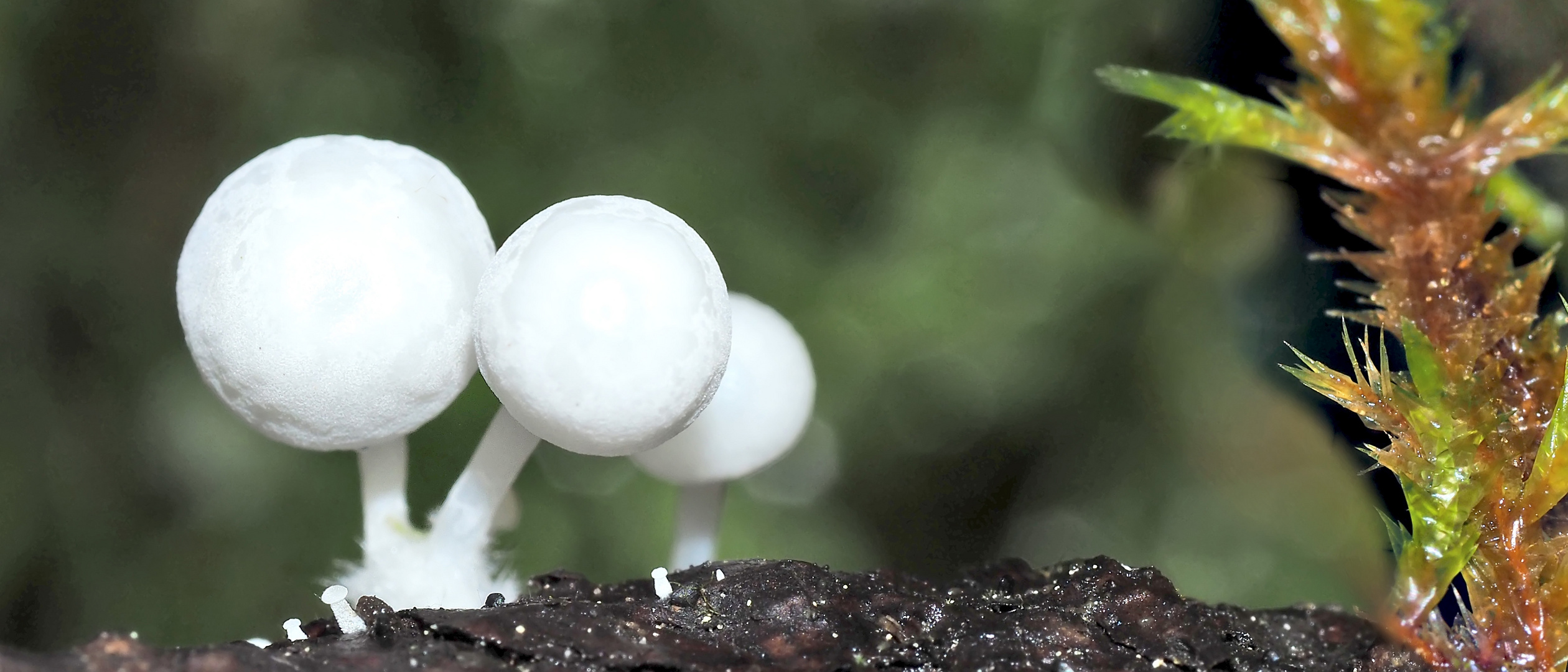 Es wird langsam dunkel, der Wald hat die Lampen angezündet.* - Minuscules lampions dans la forêt! 