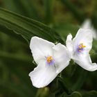 es wird langsam Frühling