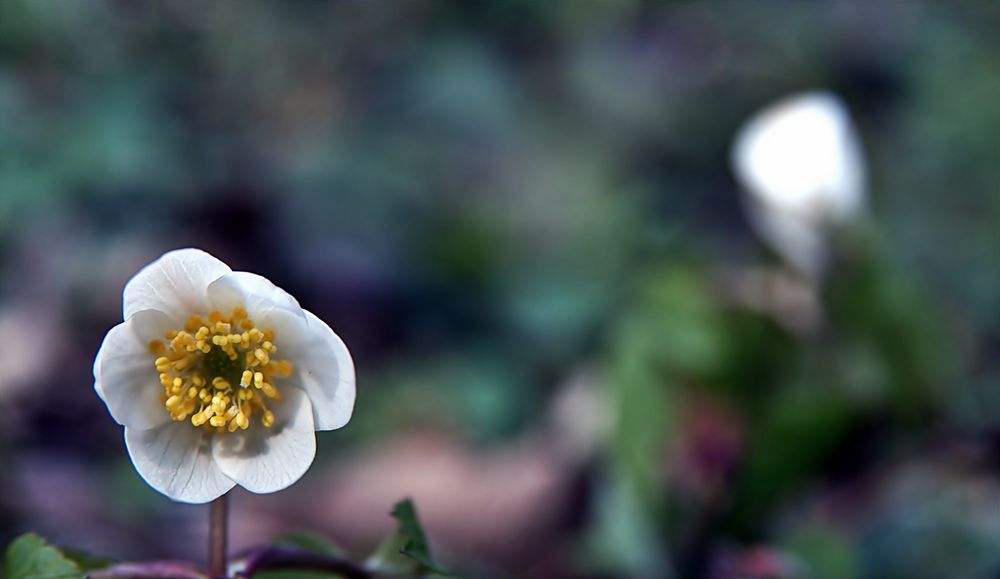 ~~~ Es wird langsam Frühling ~~~