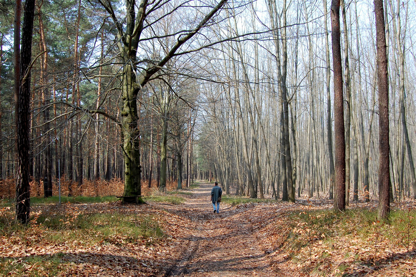 Es wird langsam grün in der Dahlener Heide