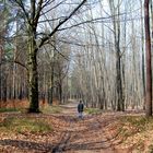 Es wird langsam grün in der Dahlener Heide