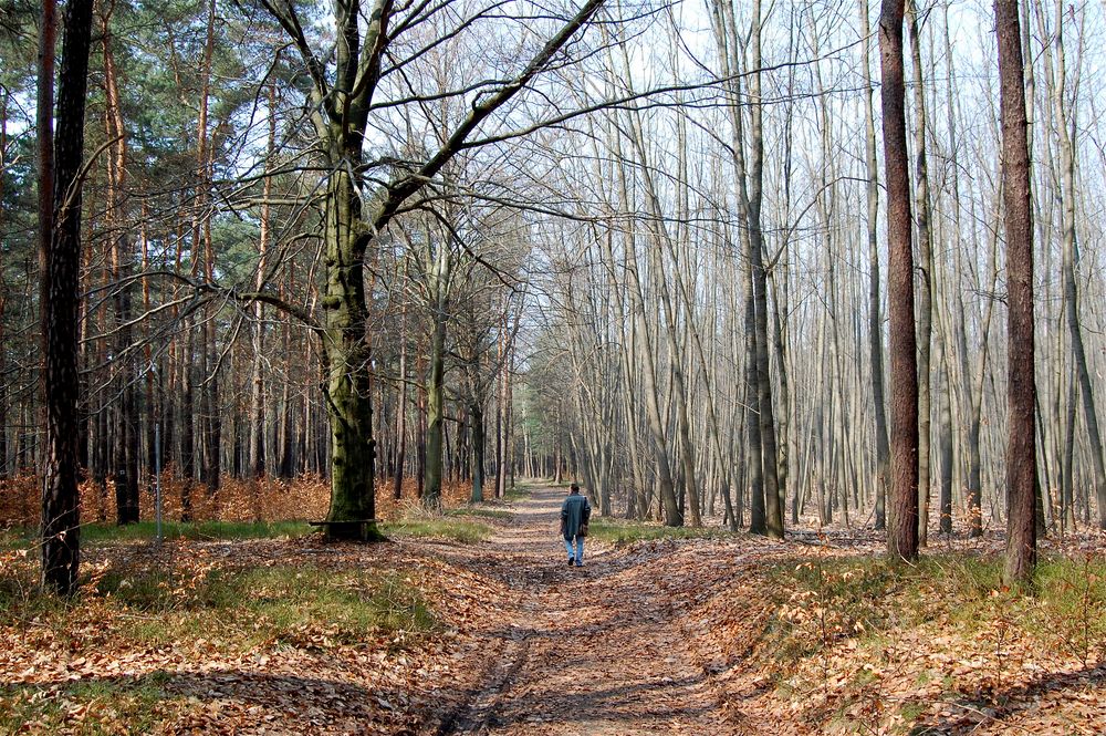 Es wird langsam grün in der Dahlener Heide