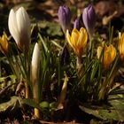 Es wird langsam wieder Bunt im Garten