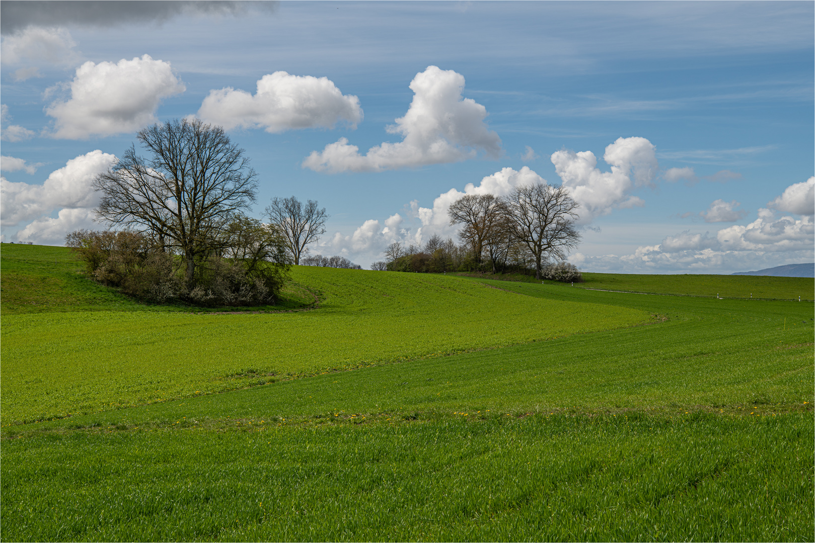 ES WIRD LANGSAM WIEDER GRÜN