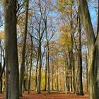 Es wird lichter im Buchenwald, und die Blätter rascheln beim Wandern.