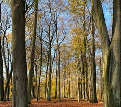 Es wird lichter im Buchenwald, und die Blätter rascheln beim Wandern.