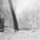 Es wird magisch im Schlosspark wenn der Schnee fällt