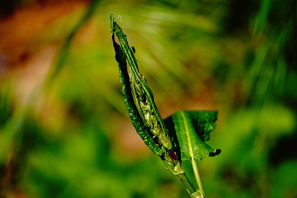 Es wird mal ein Blatt