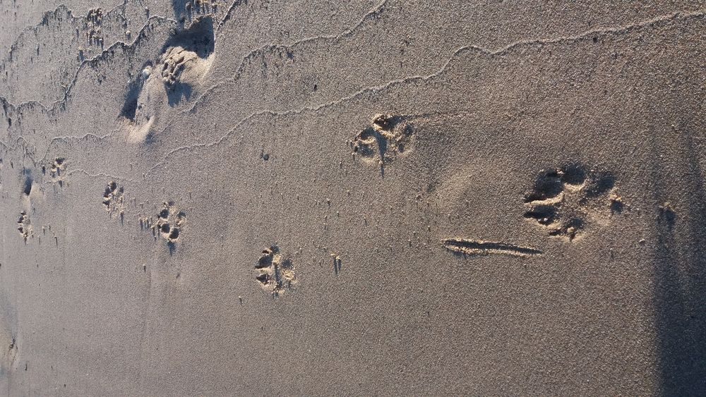 Es wird mal wieder Zeit für Spuren im Sand