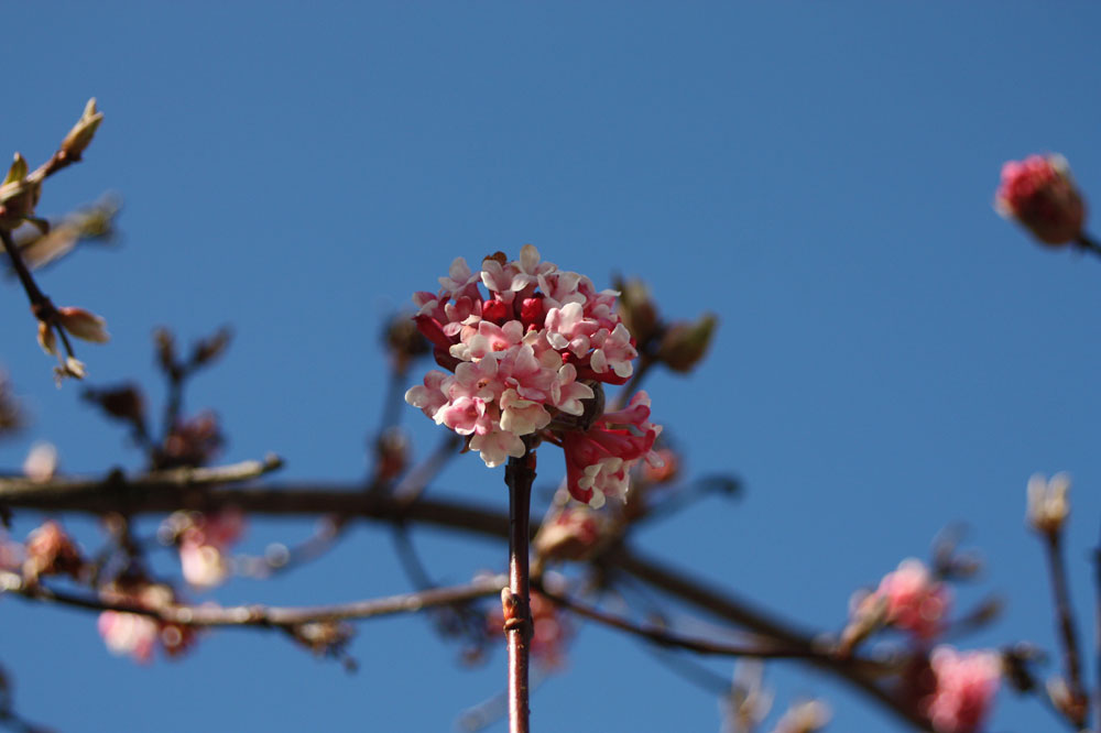 es wird mit Macht Frühling