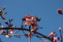 es wird mit Macht Frühling