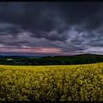 es wird Nacht im Rapsfeld