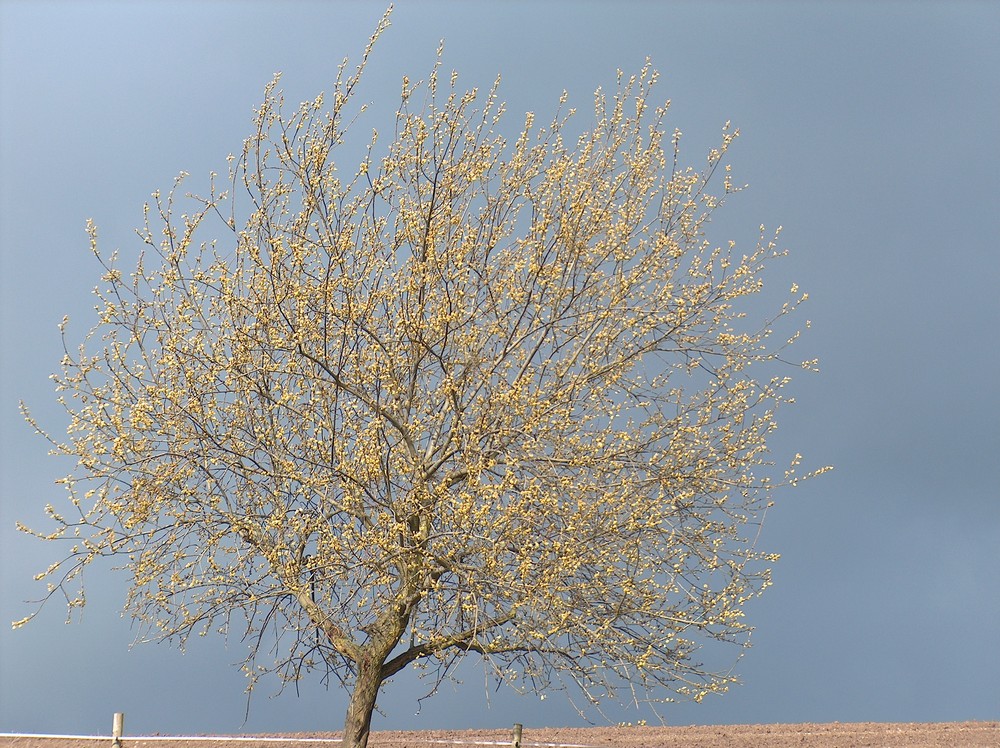 Es wird Regen geben