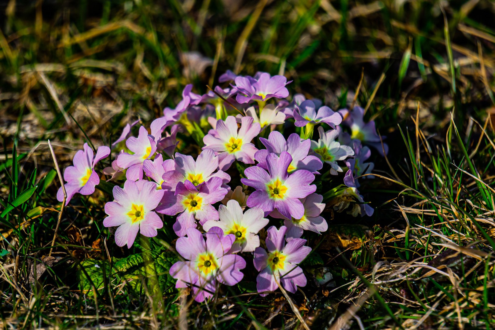 Es wird schön langsam Frühling