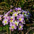 Es wird schön langsam Frühling