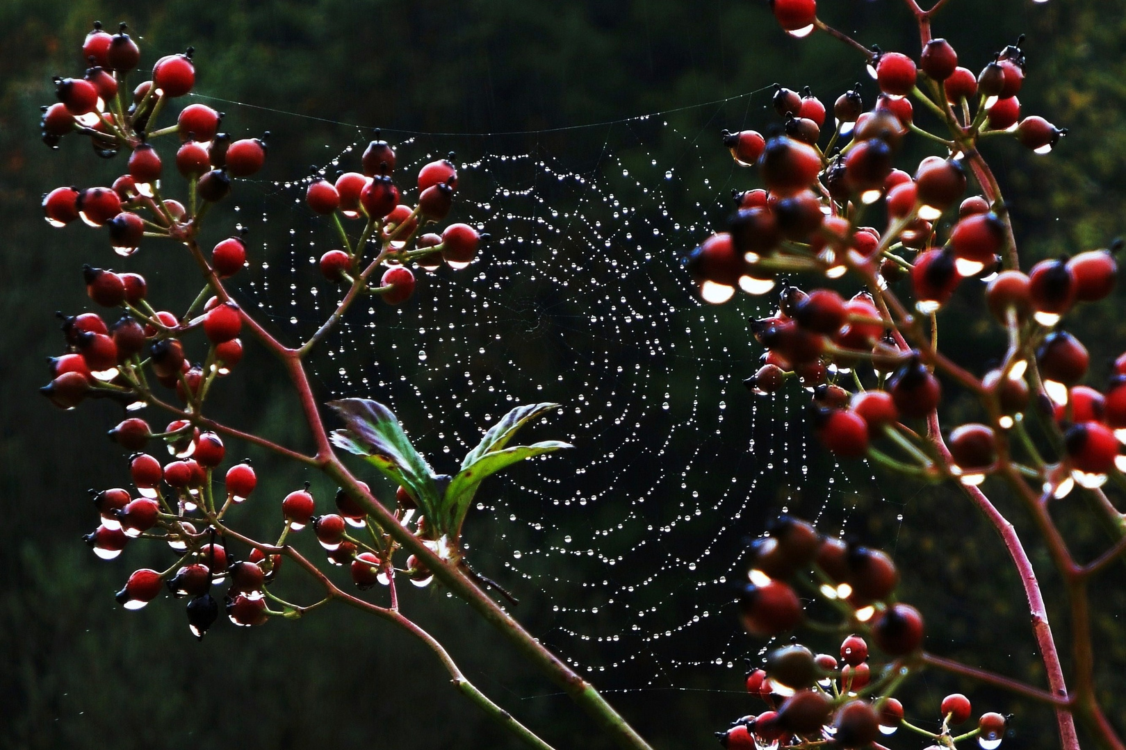 es wird schon herbst...