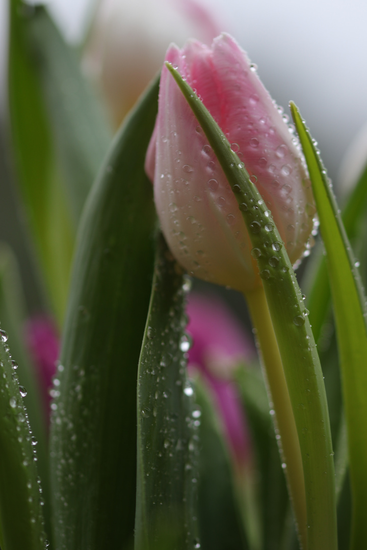 es wird schon wieder Frühling