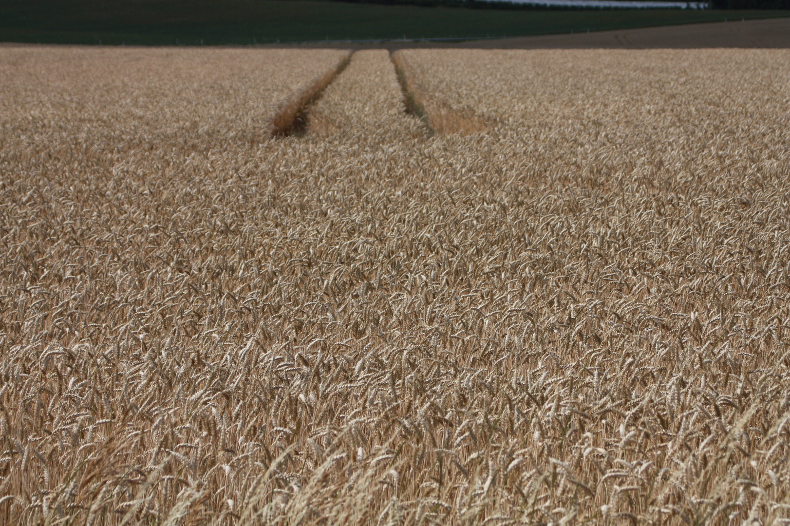 es wird schon Zeit, die Ähren zu ernten