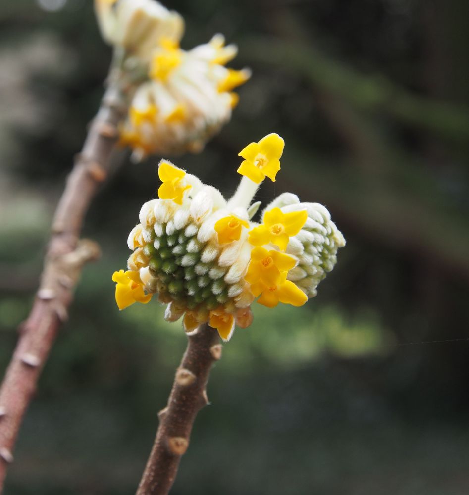 Es wird so langsam Frühling