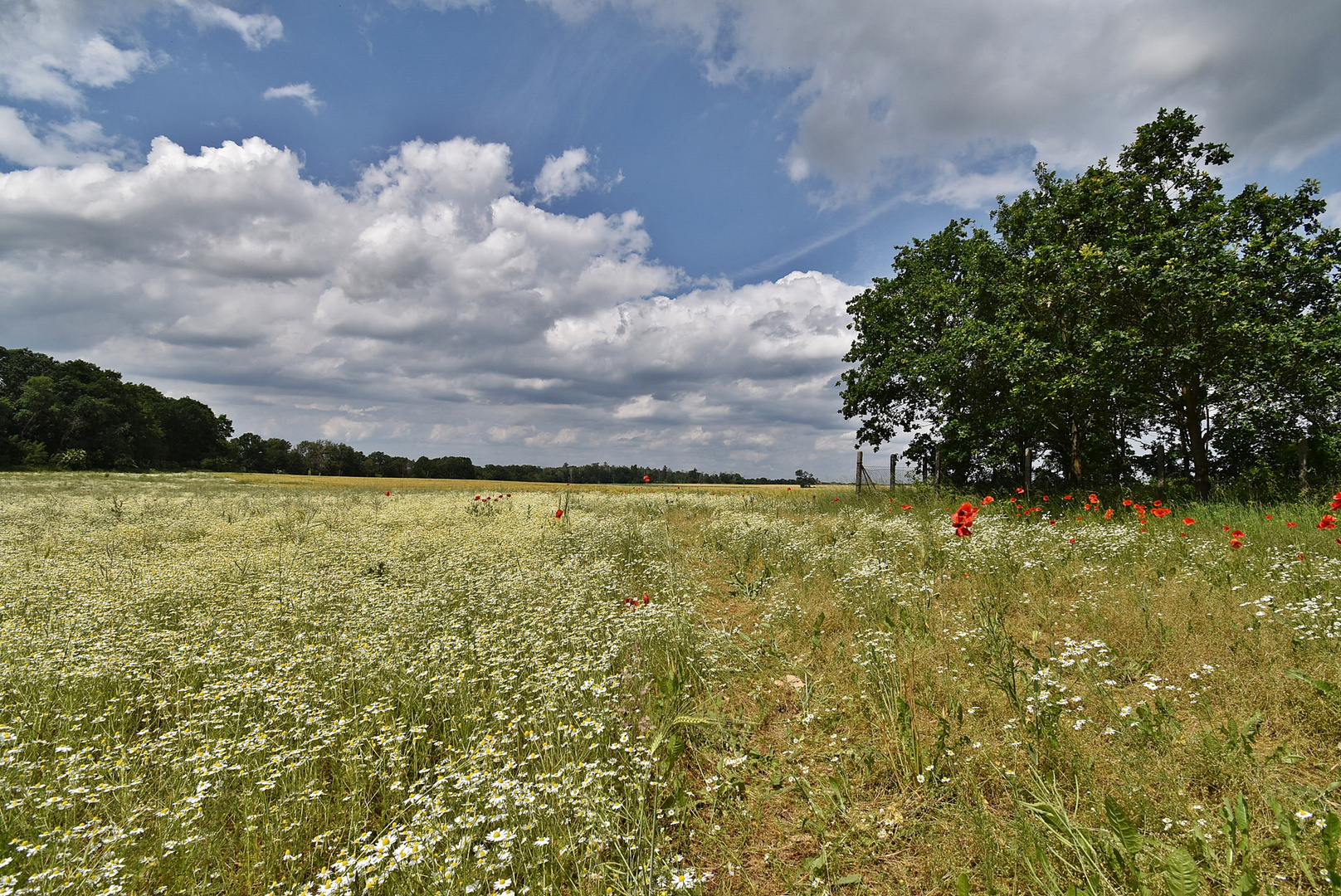 Es wird Sommer