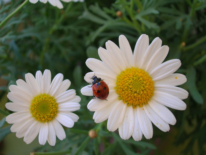 es wird Sommer!