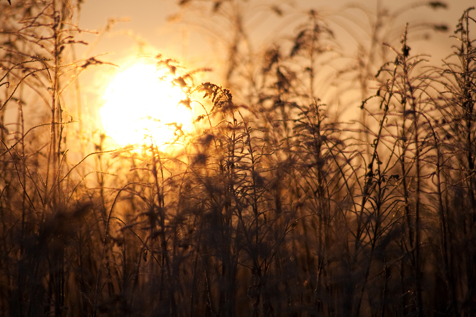 es wird Sommer