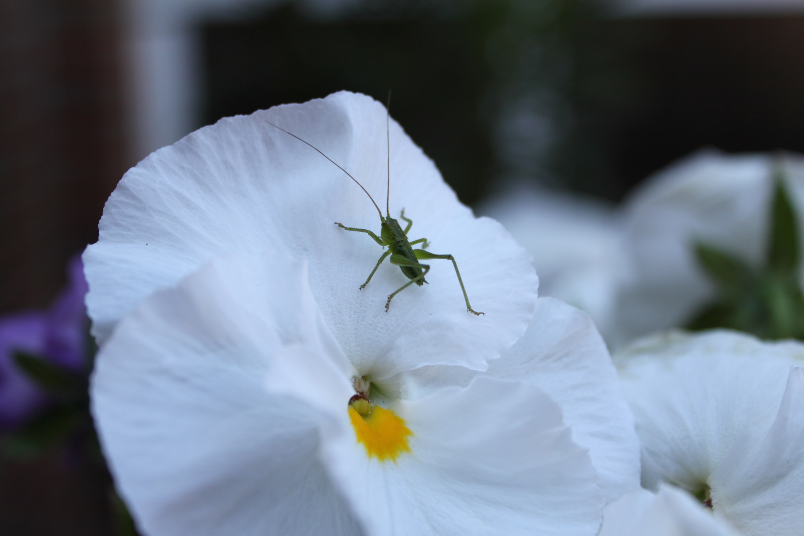 es wird sommer