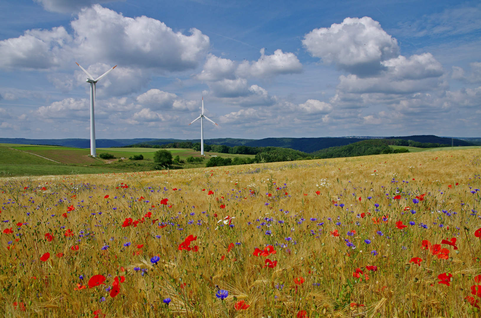 Es wird sommerlich 25.6.15