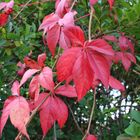 Es wird unübersehbar Herbst