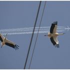 es wird warm, nun fliegen sie wieder