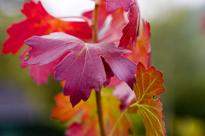 es wird wieder bunt ...