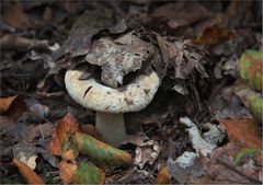 Es wird wieder bunt im Wald.