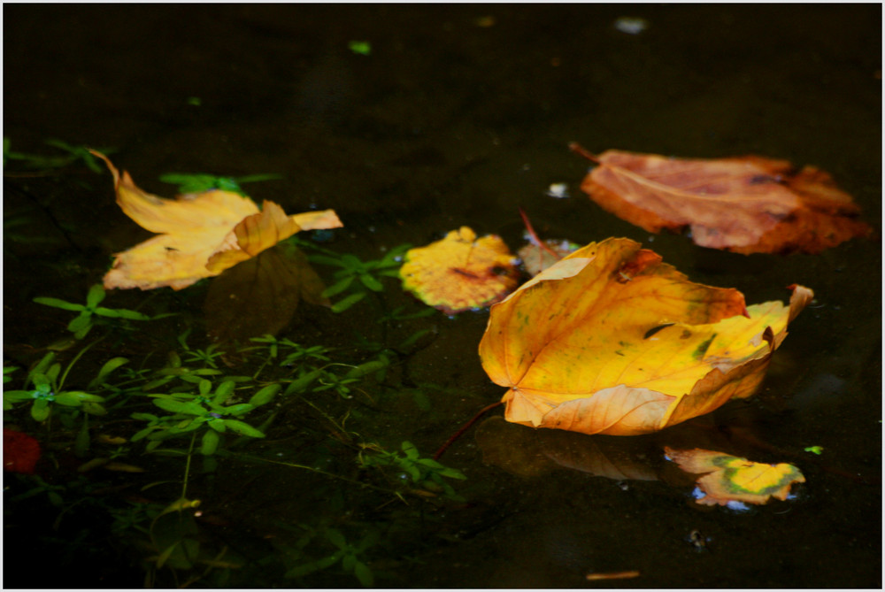 Es wird wieder bunt in der Natur - Der Herbst -