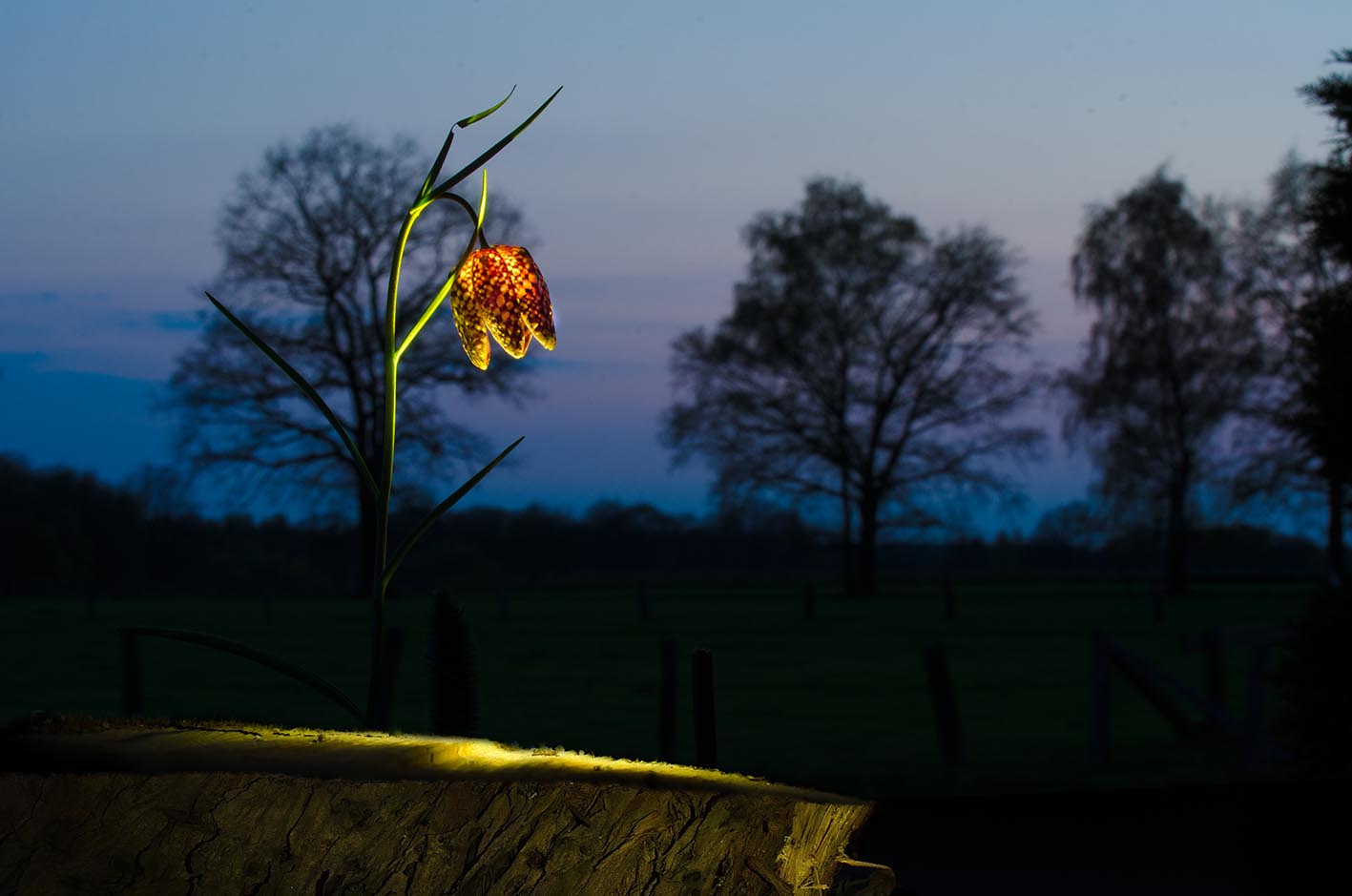 Es wird wieder Frühling, bei uns leuchten die Schachbrettblumen wieder