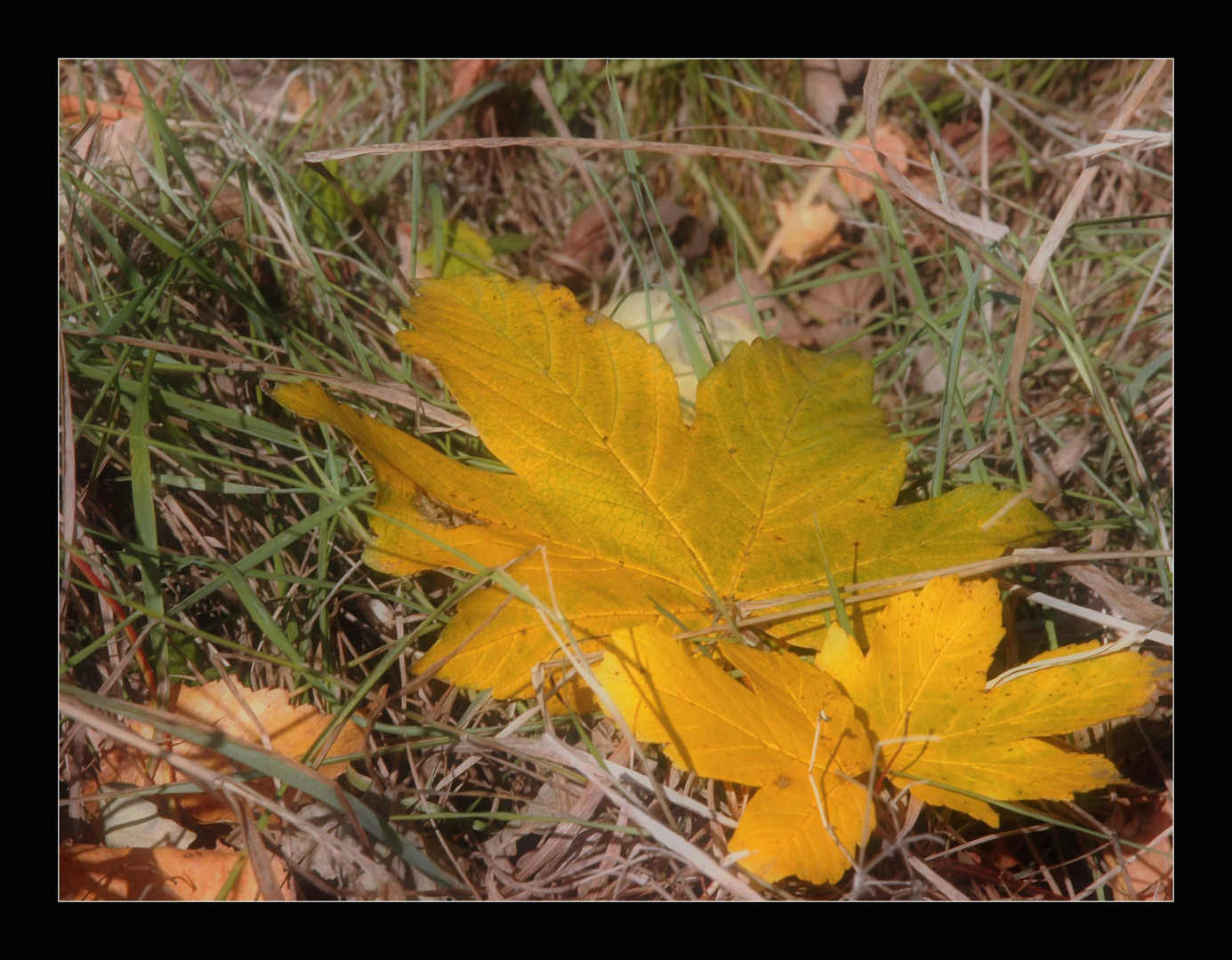 Es wird wieder Herbst